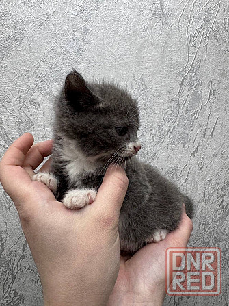 Отдам котят в добрые руки Донецк - изображение 3