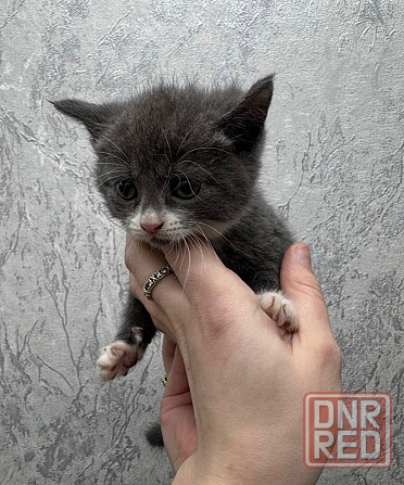 Отдам котят в добрые руки Донецк - изображение 2