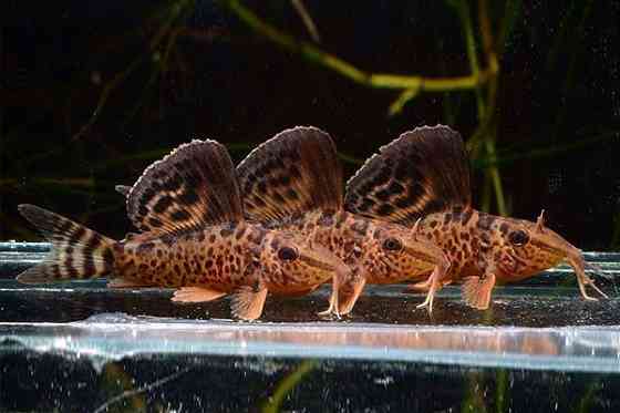 Продажа излишков аквариумных рыб. Донецк