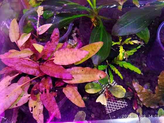 Продажа излишков аквариумных рыб. Донецк