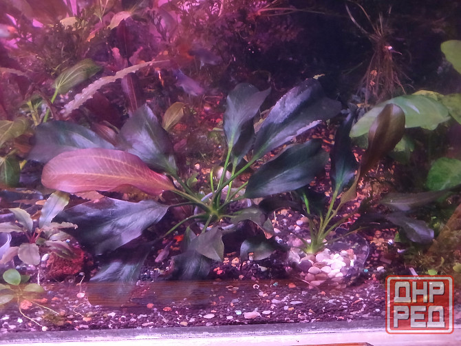 Продажа излишков аквариумных рыб. Донецк - изображение 7