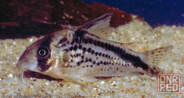 Продажа излишков аквариумных рыб. Донецк - изображение 6