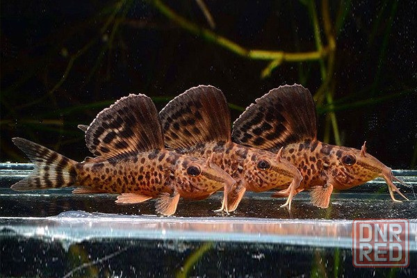 Продажа излишков аквариумных рыб. Донецк - изображение 7