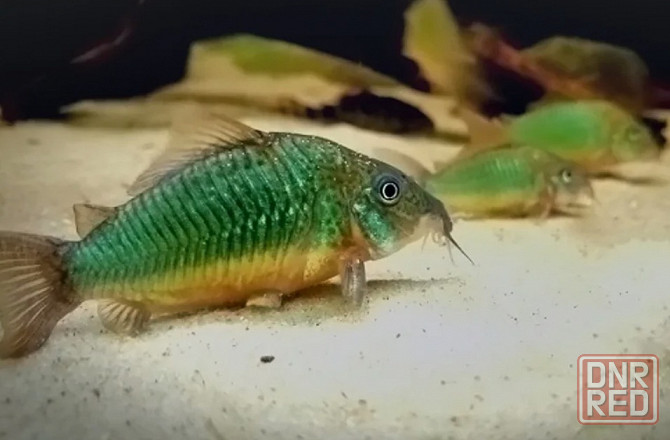 Продажа излишков аквариумных рыб. Донецк - изображение 8