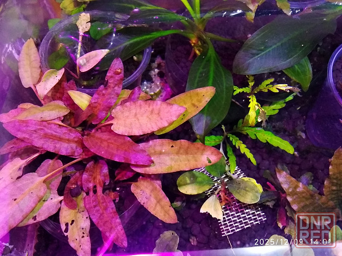 Продажа излишков аквариумных рыб. Донецк - изображение 8