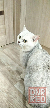 Жених для вислоухих кошечек . Донецк - изображение 1