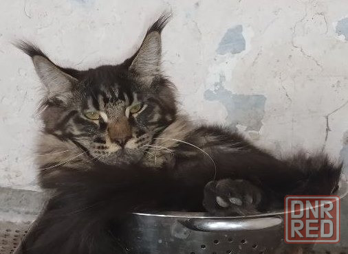 Шикарный мальчик, мейн кун Донецк - изображение 3