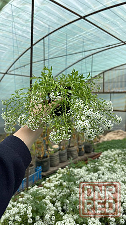 !Распродажа алиссума! Донецк - изображение 3
