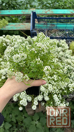 !Распродажа алиссума! Донецк - изображение 2