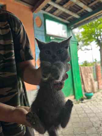 Отдам котят в хорошие руки Донецк