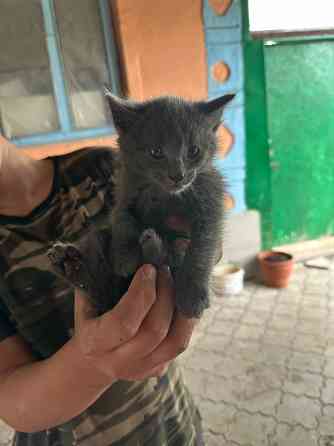 Отдам котят в хорошие руки Донецк