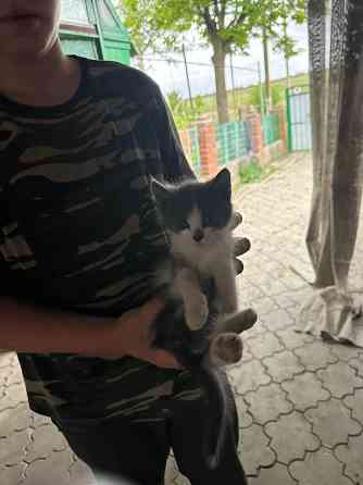 Отдам котят в хорошие руки Донецк