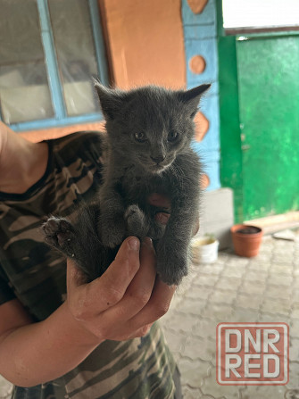 Отдам котят в хорошие руки Донецк - изображение 2
