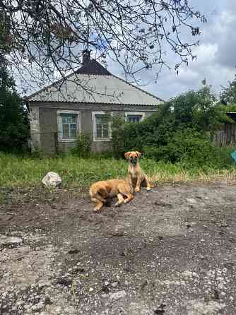 Отдам щенят в добрые руки Донецк