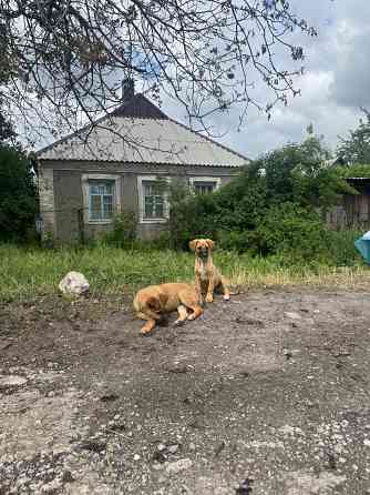 Отдам щенят в добрые руки Донецк
