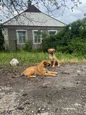 Отдам щенят в добрые руки Донецк