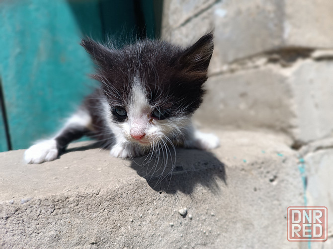 Отдам в добрые руки котят Донецк - изображение 1