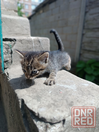 Отдам в добрые руки котят Донецк - изображение 3