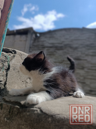 Отдам в добрые руки котят Донецк - изображение 2