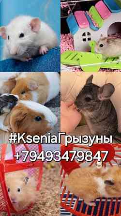 Крысята Дамбо Рекс Сфинкс Донецк