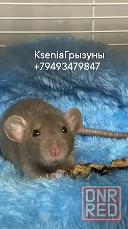 Крысята Дамбо Рекс Сфинкс Донецк - изображение 7