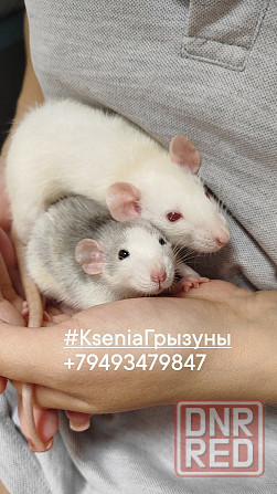 Крысята Дамбо Рекс Сфинкс Донецк - изображение 8