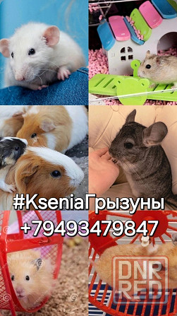 Крысята Дамбо Рекс Сфинкс Донецк - изображение 4