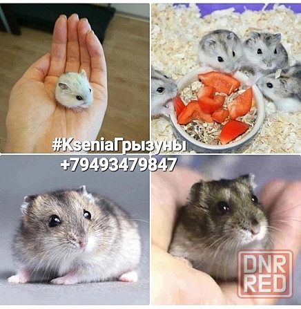Хомячки Джунгарики Донецк - изображение 8