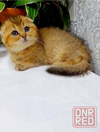 Шотландский Мальчик. Донецк - изображение 2
