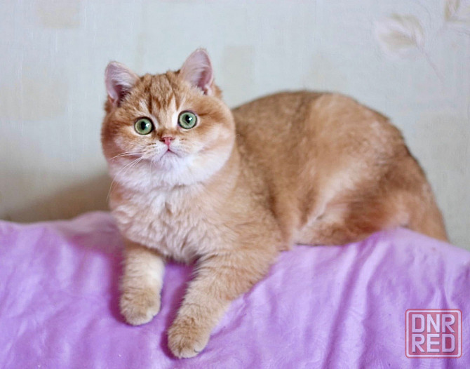 Шотландский Мальчик. Донецк - изображение 6