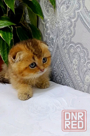 Шотландский Мальчик. Донецк - изображение 3