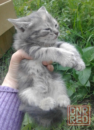 Котята - рыжий, серая, трехцветная Донецк - изображение 4