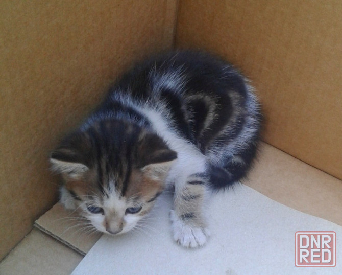 Котята - рыжий, серая, трехцветная Донецк - изображение 6