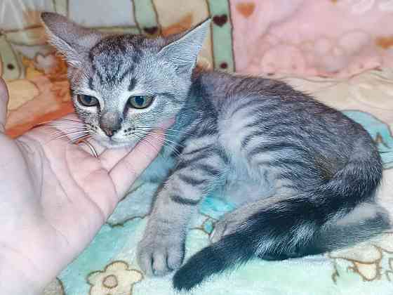 Шотландский вискасный котёнок Донецк