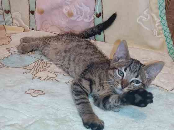 Шотландский вискасный котёнок Донецк