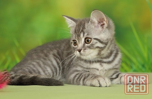 Шотландский вискасный котёнок Донецк - изображение 1