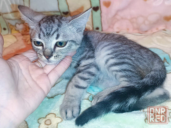 Шотландский вискасный котёнок Донецк - изображение 2