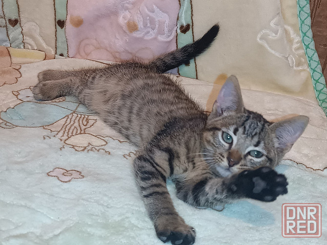 Шотландский вискасный котёнок Донецк - изображение 3