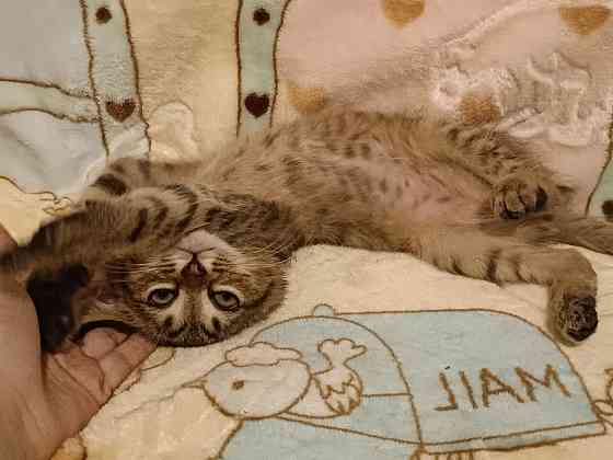 Золотой,тиккированный,мраморные шотландские котята Донецк