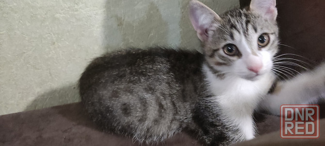 Котята бесплатно Донецк - изображение 1