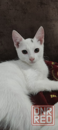 Котята бесплатно Донецк - изображение 3