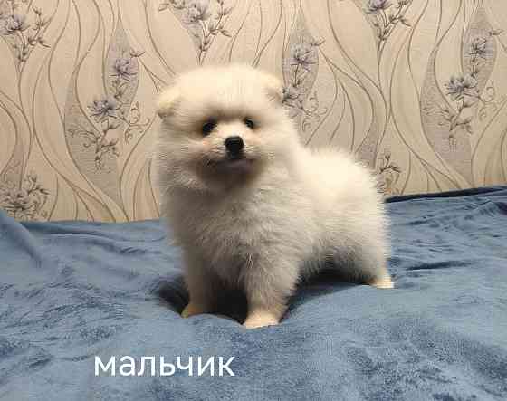 Мальчик и девочка померанского шпица. Донецк