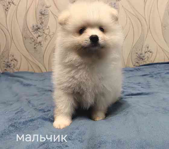Мальчик и девочка померанского шпица. Донецк