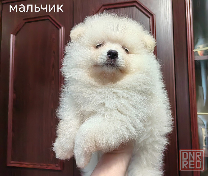 Мальчик и девочка померанского шпица. Донецк - изображение 8
