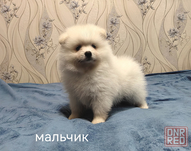 Мальчик и девочка померанского шпица. Донецк - изображение 3