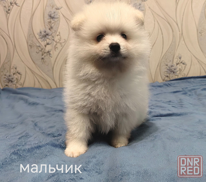 Мальчик и девочка померанского шпица. Донецк - изображение 6