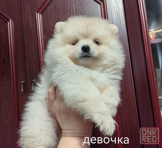 Мальчик и девочка померанского шпица. Донецк - изображение 2