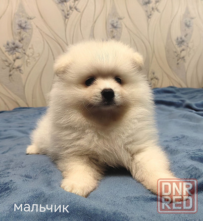 Мальчик и девочка померанского шпица. Донецк - изображение 7