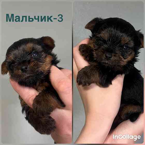 Продам маленького, любимку Макеевка