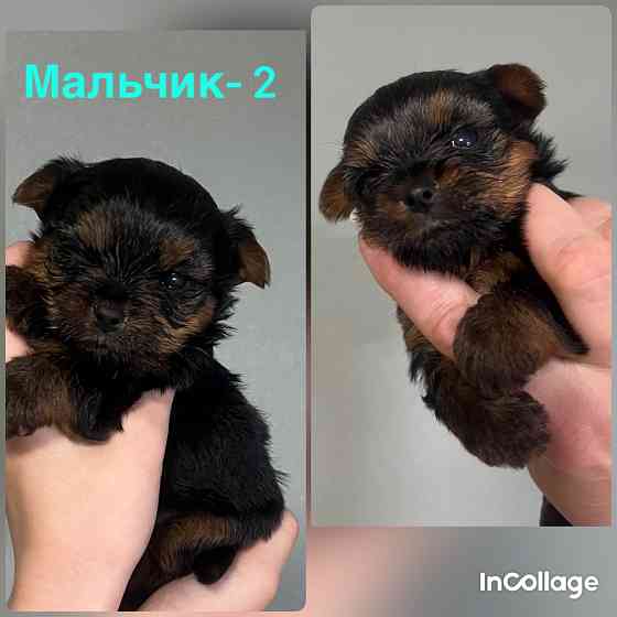 Продам маленького, любимку Макеевка